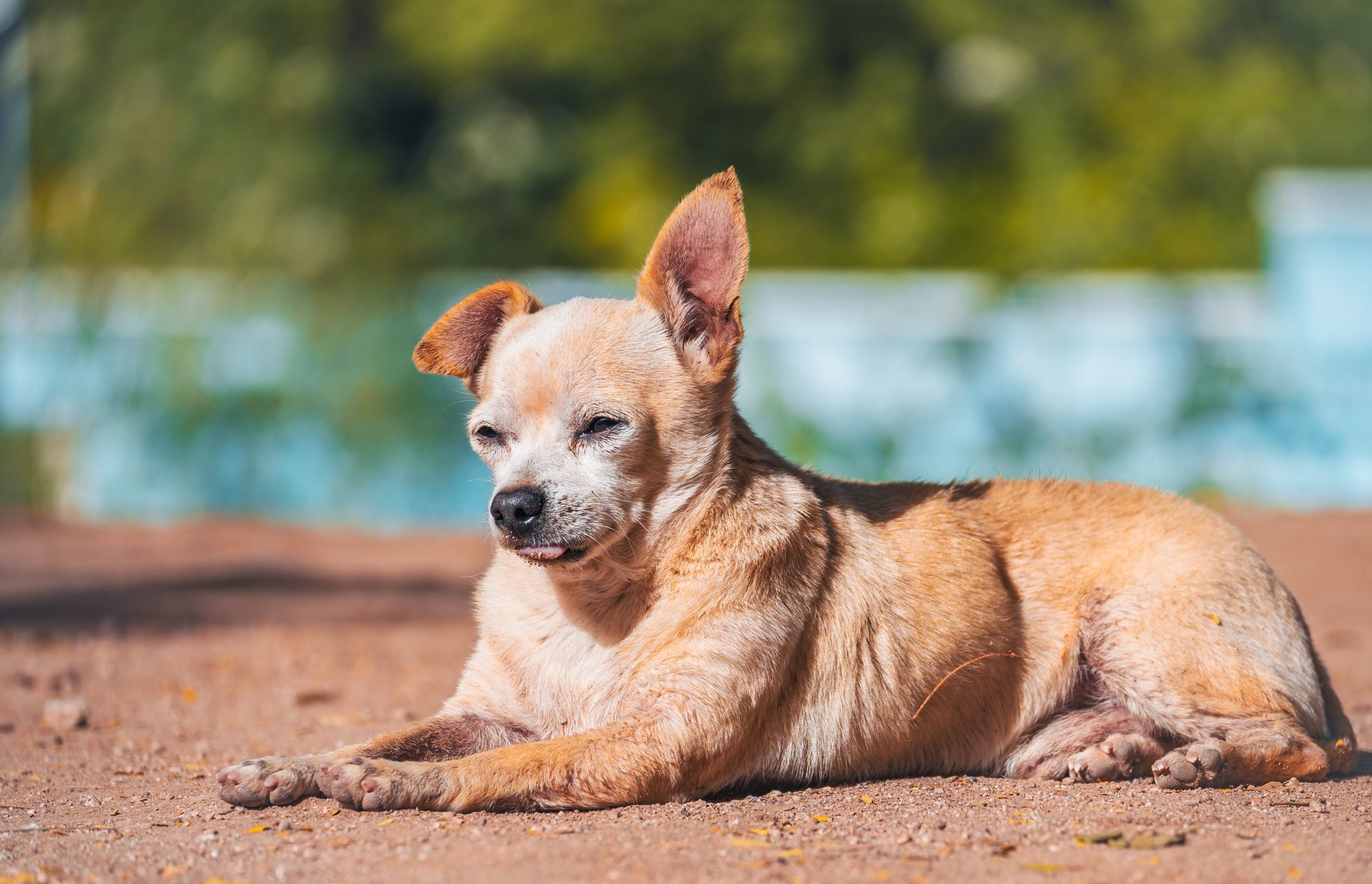 Pets photo