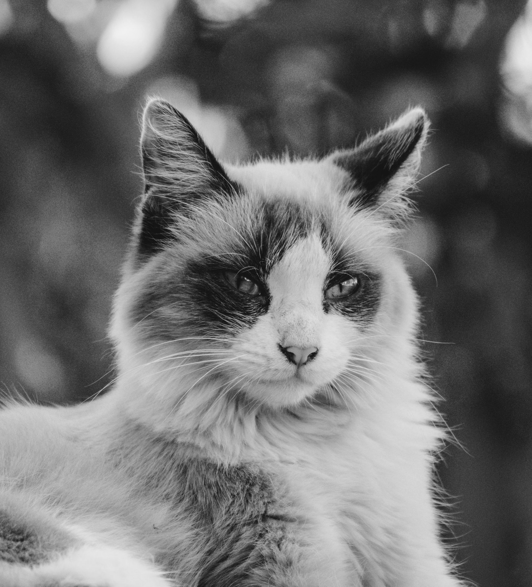 Pets photo