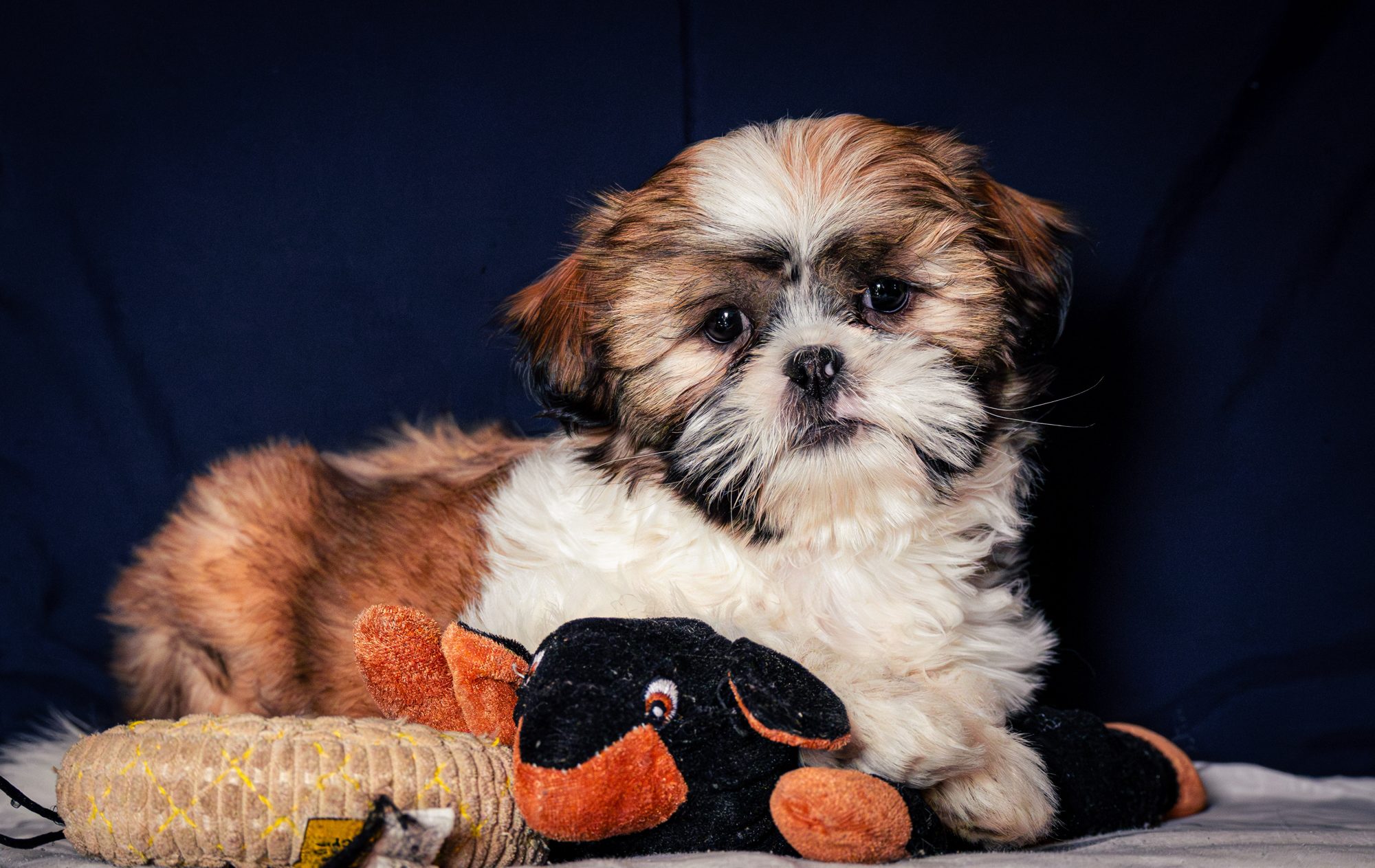 Pets photo