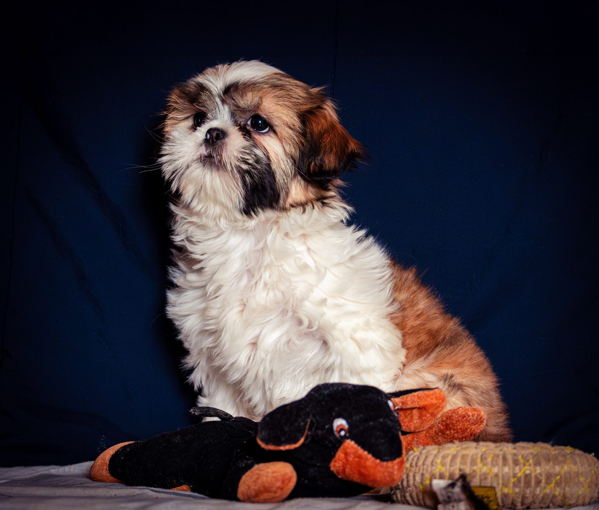 Pets photo