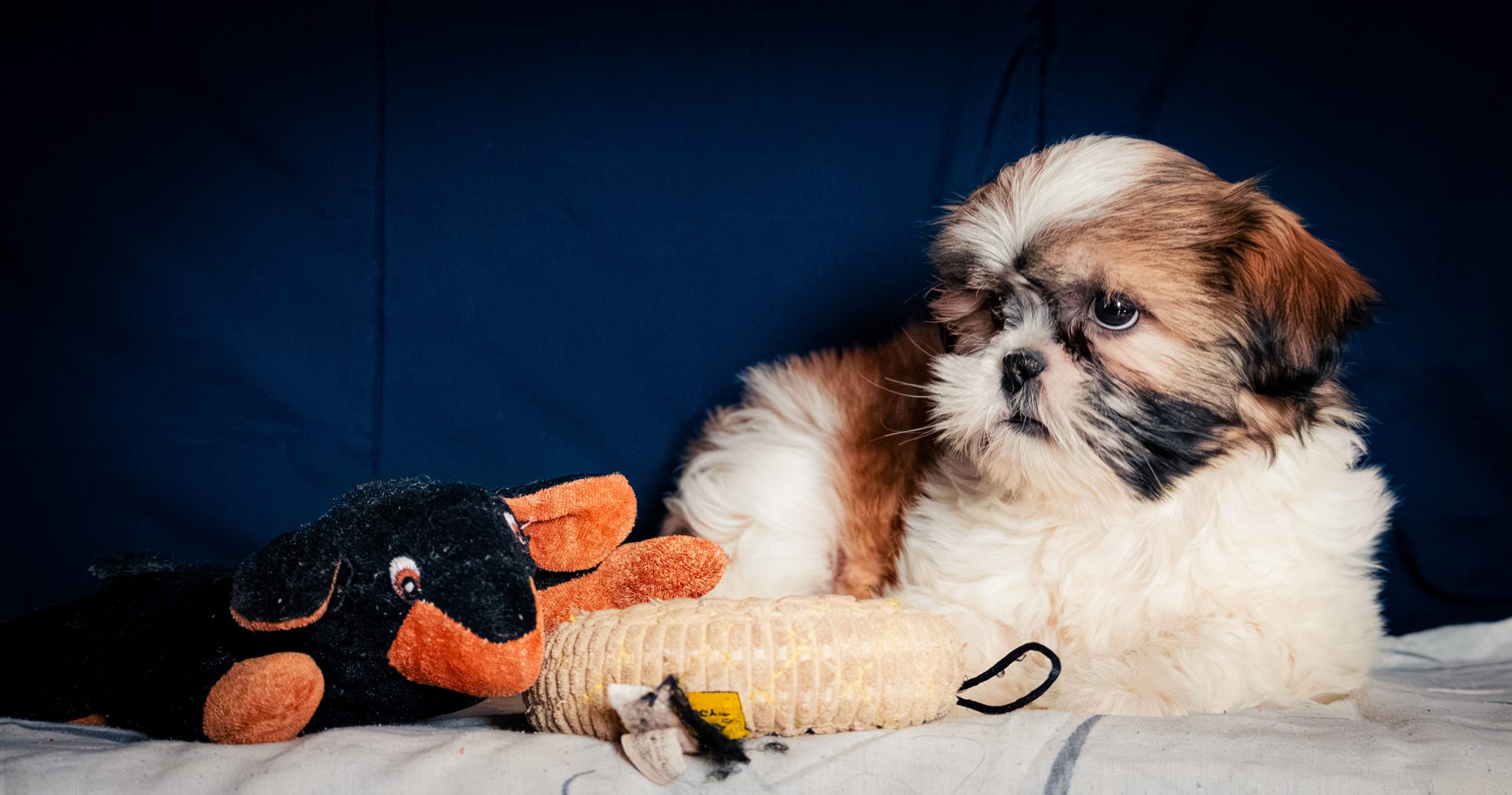 Pets photo