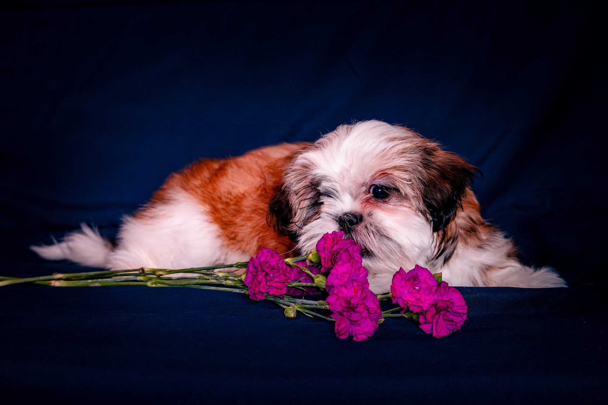 Pet photography