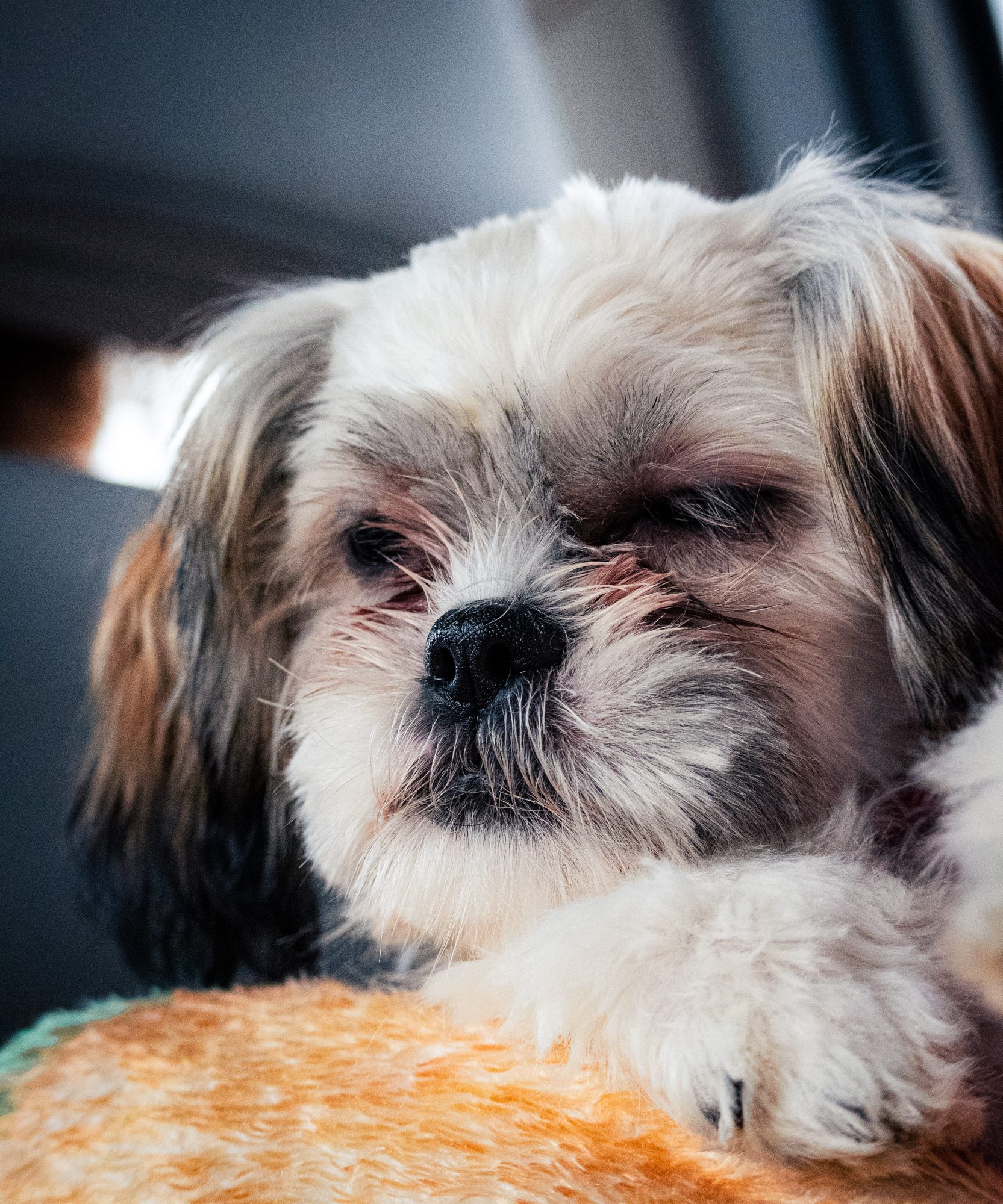 Pets photo