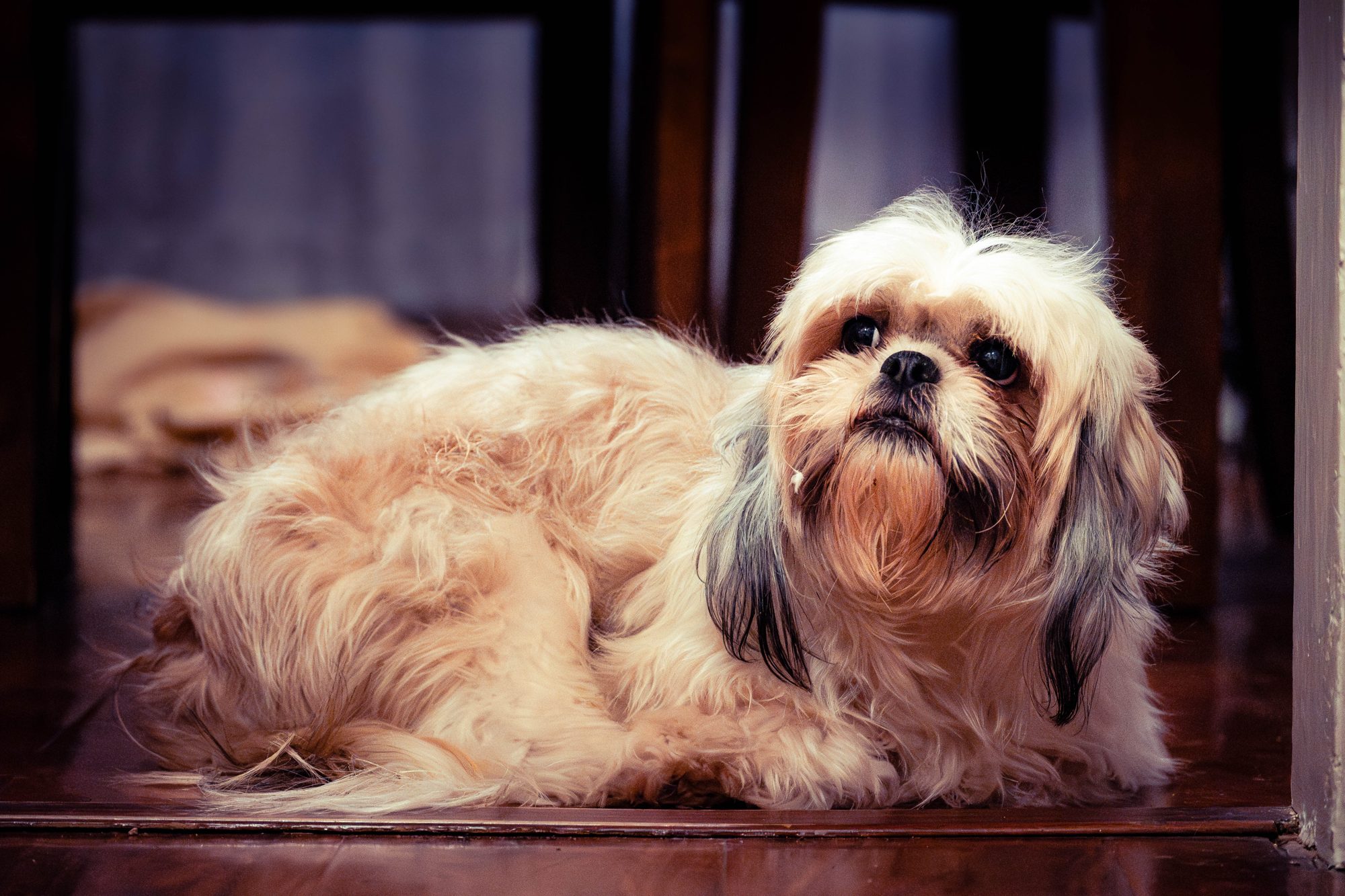 Pets photo